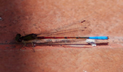 Oxyallagma dissidens