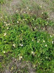 Bidens alba