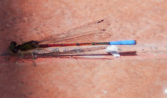 Oxyallagma dissidens