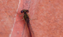 Oxyallagma dissidens