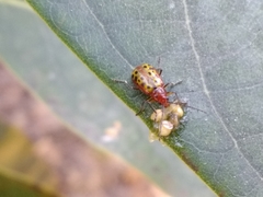 Isotes multipunctata