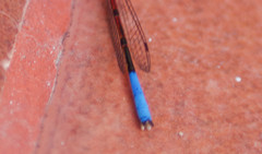 Oxyallagma dissidens