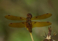 Perithemis tenera