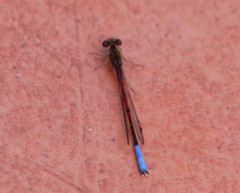 Oxyallagma dissidens