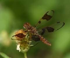 Perithemis tenera