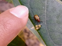 Isotes multipunctata