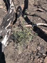 Lathyrus vestitus alefeldii