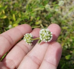 Spermacoce verticillata