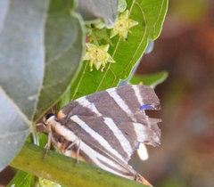 Colubrina triflora