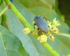 Colubrina triflora