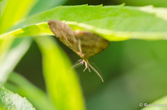 Phalaenostola metonalis