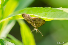 Phalaenostola metonalis