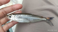 Bryconops