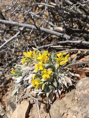 Physaria newberryi yesicola