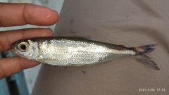 Bryconops