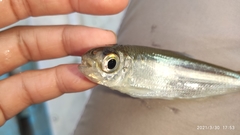 Bryconops