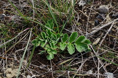 Pastinaca clausii
