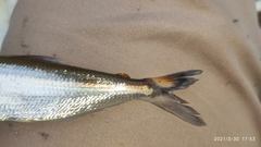 Bryconops