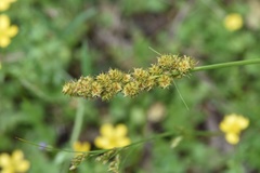 Carex triangularis