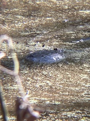 Chelydra serpentina
