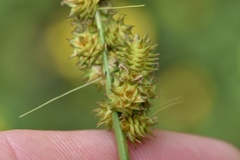 Carex triangularis