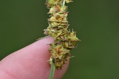 Carex triangularis
