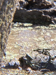 Chelydra serpentina