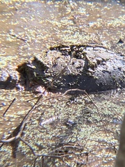 Chelydra serpentina