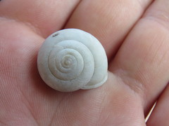 Helminthoglypta traskii isidroensis