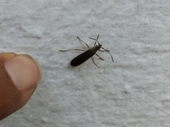 Darmistus subvittatus