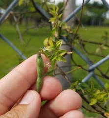 Fabaceae