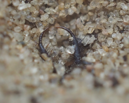 Immaculate Antlion photo 5