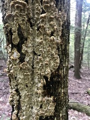 Inonotus glomeratus