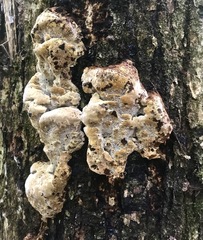 Inonotus glomeratus