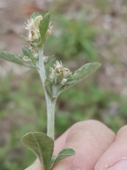 Xerophloea peltata