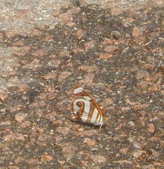 Lepidoptera