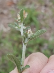 Xerophloea peltata