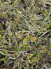 Richardia grandiflora