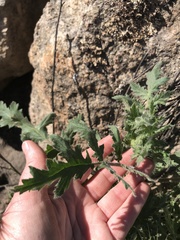 Phacelia cicutaria hispida