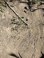 Lathyrus vestitus alefeldii