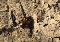 Anisodactylus sanctaecrucis