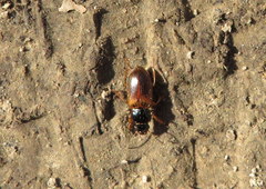 Anisodactylus sanctaecrucis