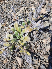 Myosotis traversii traversii