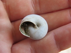 Helminthoglypta traskii isidroensis