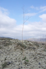 Palimbia rediviva