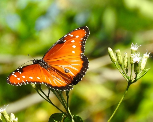 Bitter bush (Chromolaena odorata)