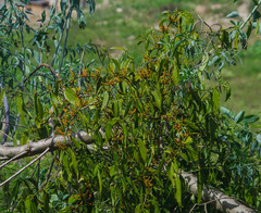 Phoradendron nervosum