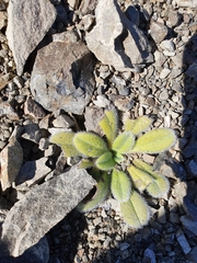 Myosotis traversii traversii