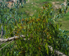 Phoradendron nervosum