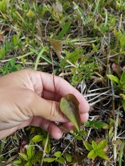 Ipomoea